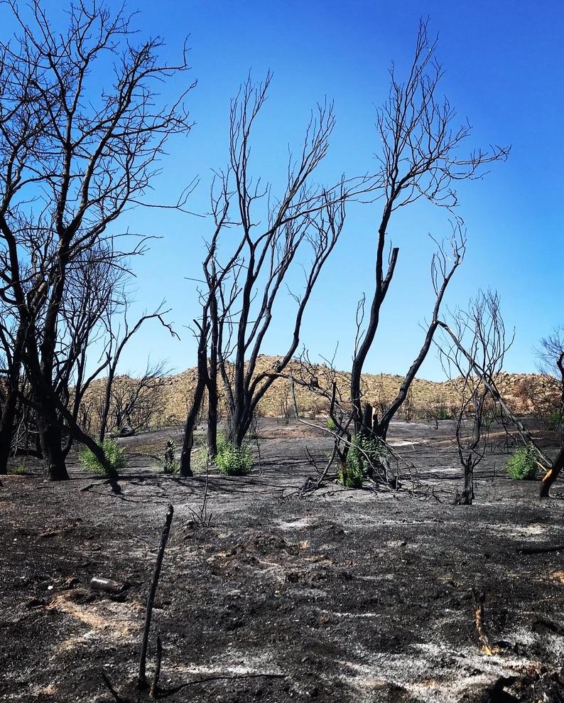 Burned trees and ash from the Bush Fire Sycamore Creek